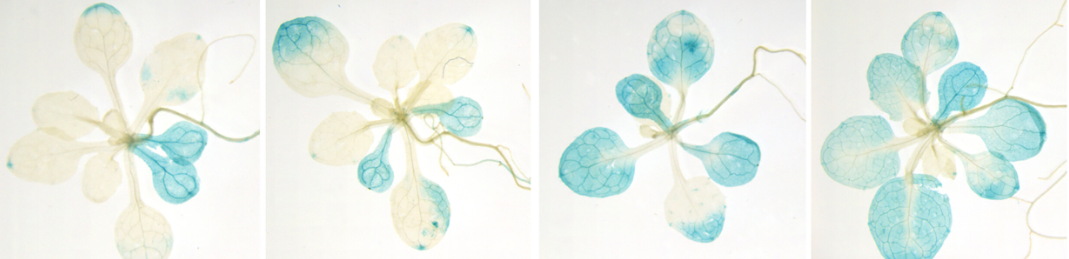 ANAC transcription factors are potential regulators of hypoxia core genes.
