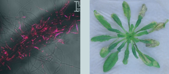 How pathogens counterattack