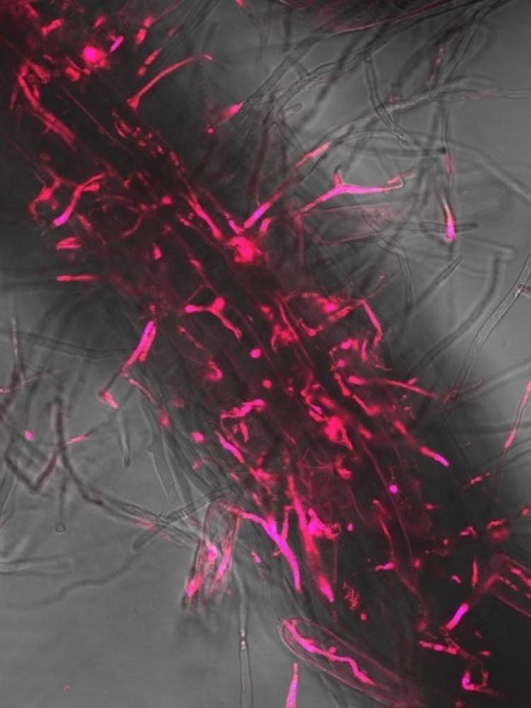 How pathogens counterattack